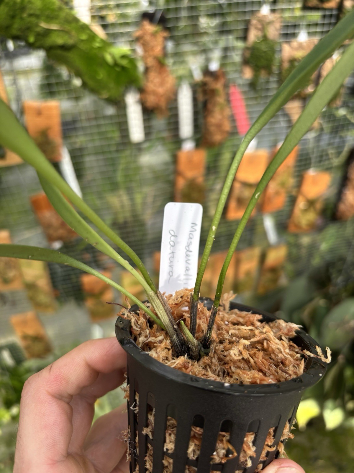 Masdevallia datura Rare Fragrant Orchid Species Bloom Size