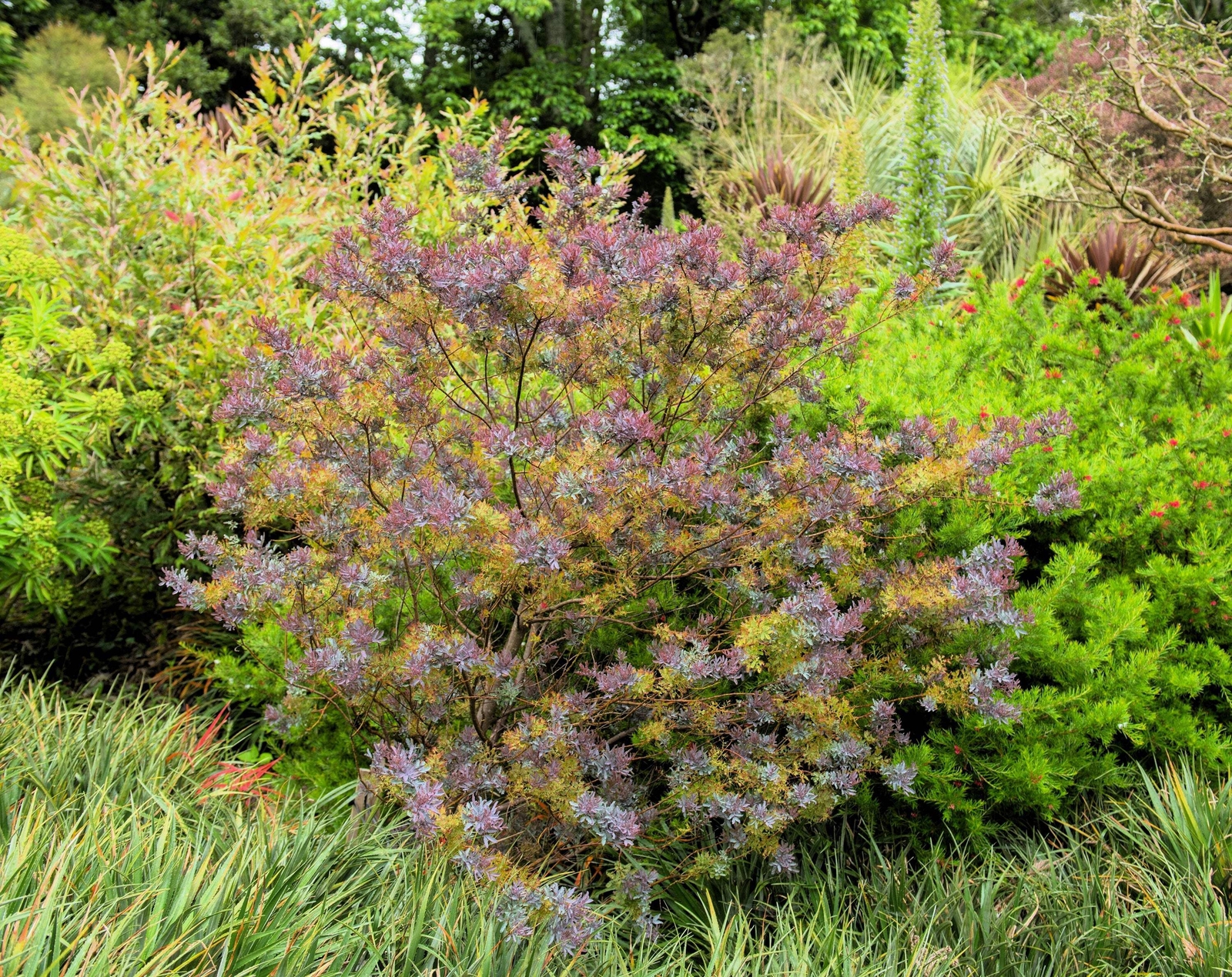 10 PURPLE ACACIA Baileyana Purpurea Fernleaf Mimosa Tree Yellow Flower Seeds