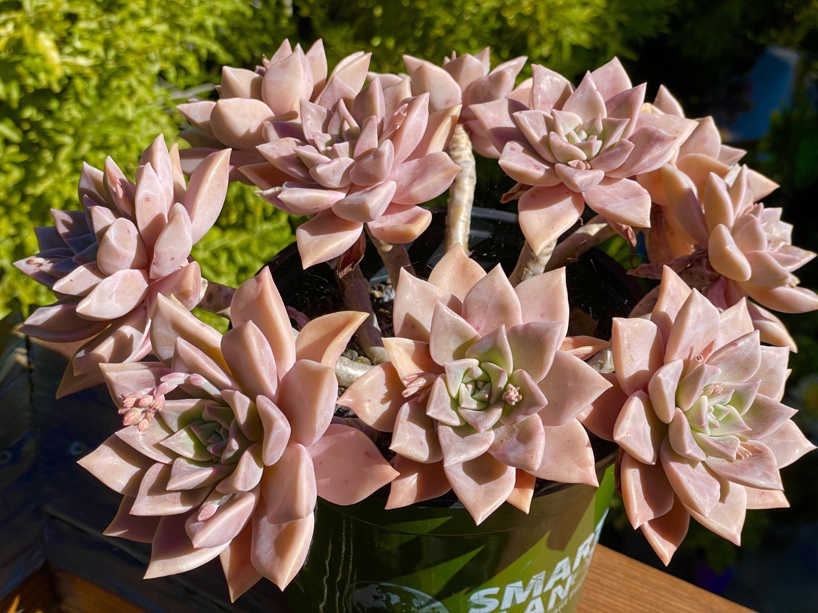 Graptopetalum Pink Live Plant Rare Succulent 1-Head 2-Inch Cutting