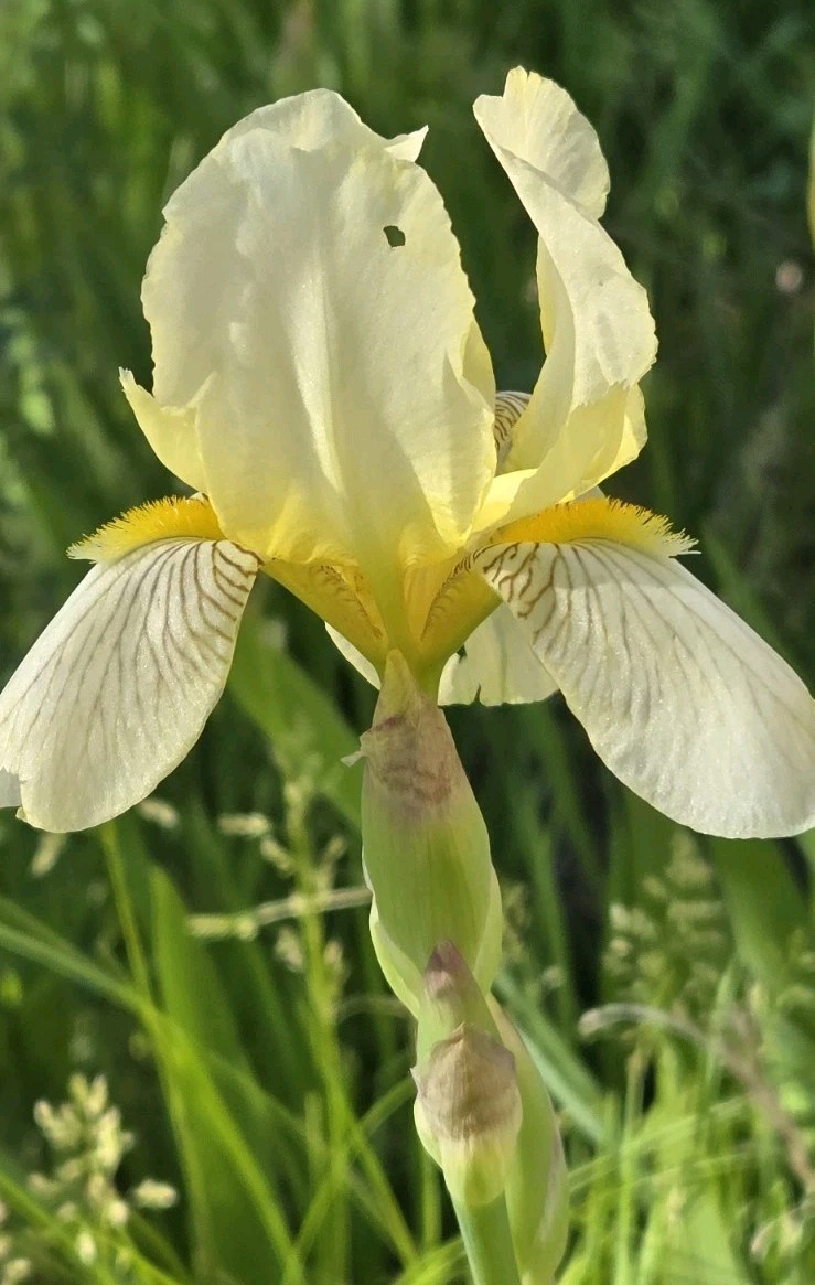 1 Early Light Yellow BEARDED IRIS Rhizome Rainbow Plant Spring Garden Flower Pot