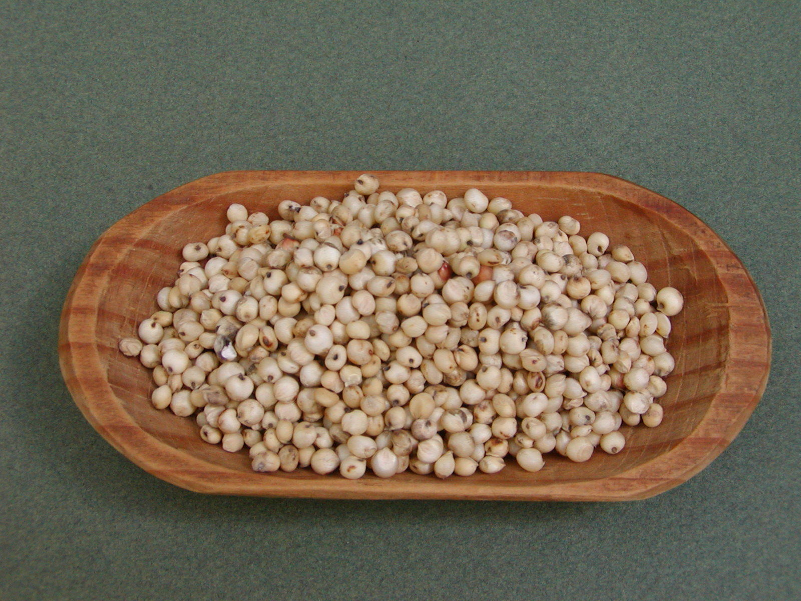 TARAHUMARA WHITE POPPING SORGHUM 600+ SEEDS FOR PLANTING/GROWING, High Protein