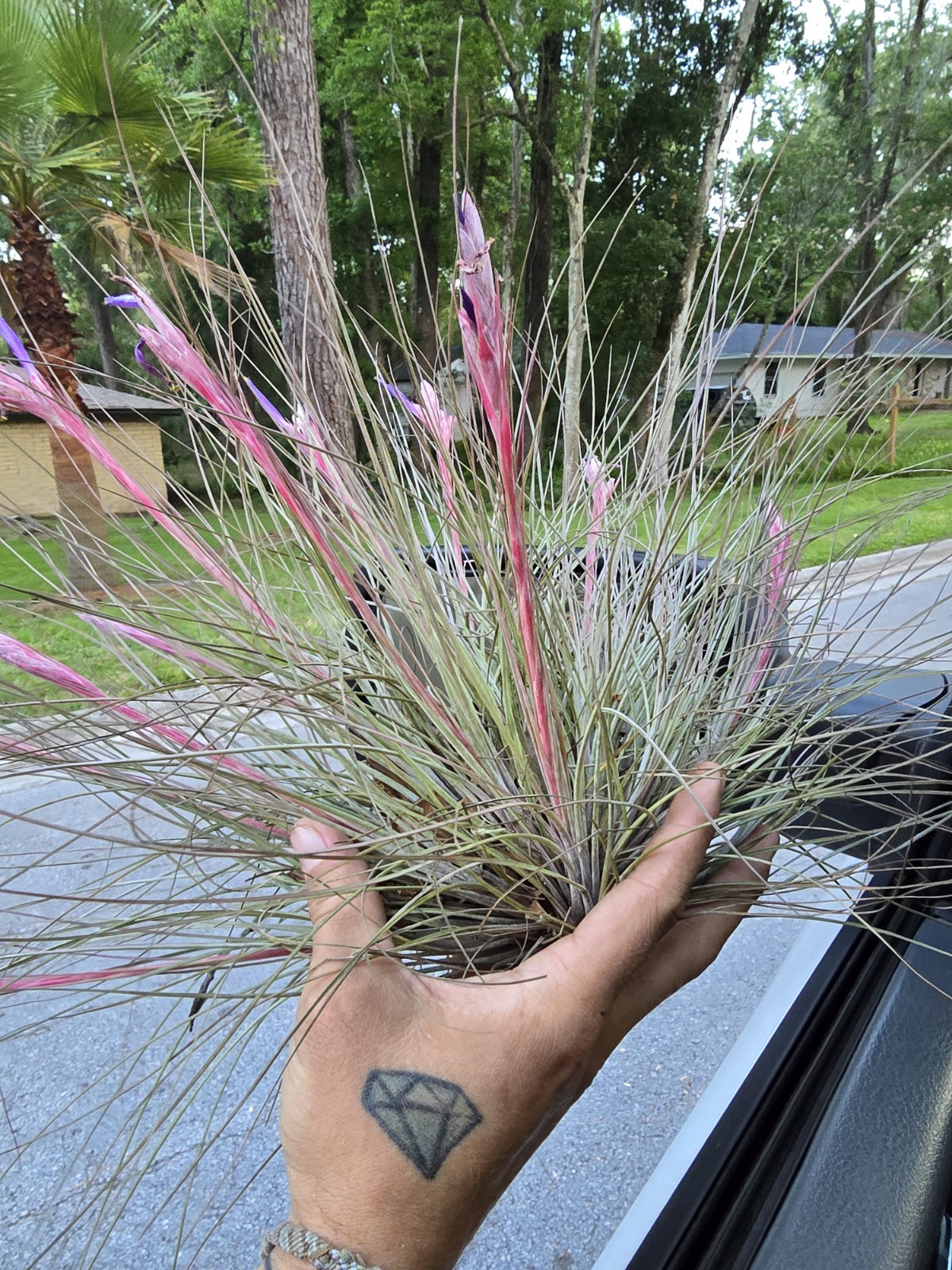 (2) Large Tillandsia Bartramii Air Plant Bromeliad Rare Florida.