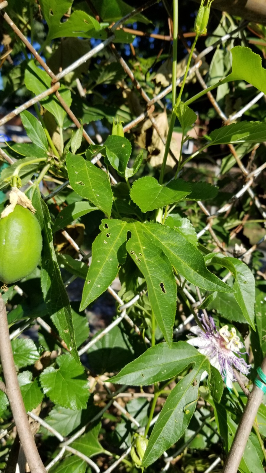 passion flower live plant/Maypop (buy one get one free for good measure)