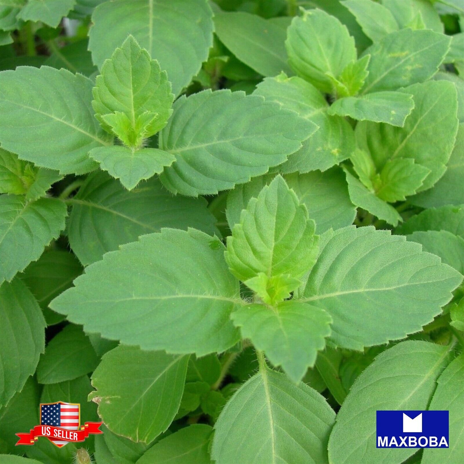 Basil Seeds – Holy Basil Green Leaf Non-GMO Heirloom Garden