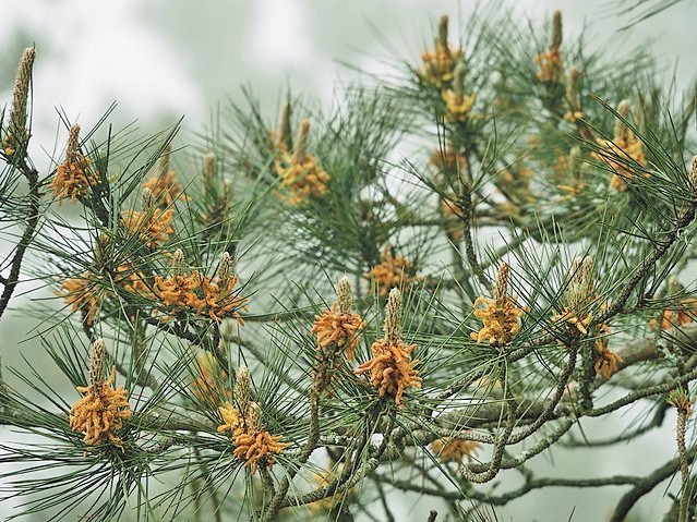 Pinus taiwanensis | Taiwan Red Pine | 10 Seeds
