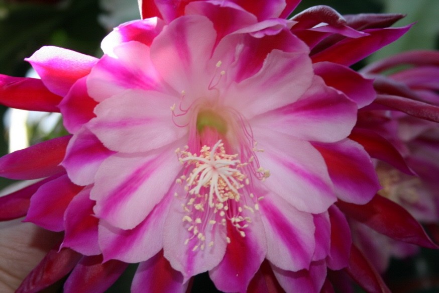 Epiphyllum, Orchid Cactus, ” ALAKAZAM “, Don’s Quart pots JULY/1