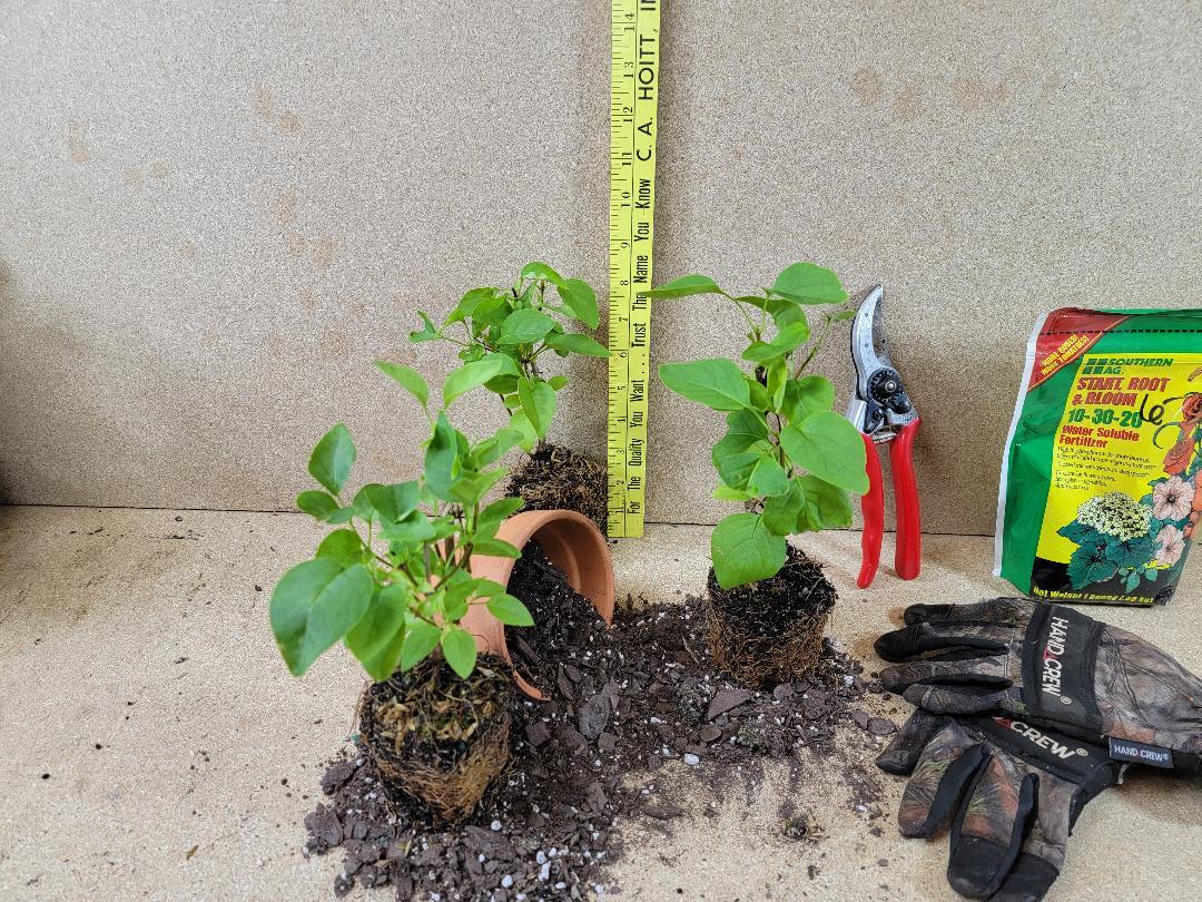 ( 1 ) – Sensation Lilac ( syringa ) – Starter Plant ( 8L ) ( 1 plant )