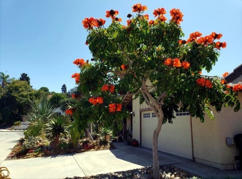 African Tulip Magnolia Flower Tree Seeds Spatho. campanulata Flame of The Forest