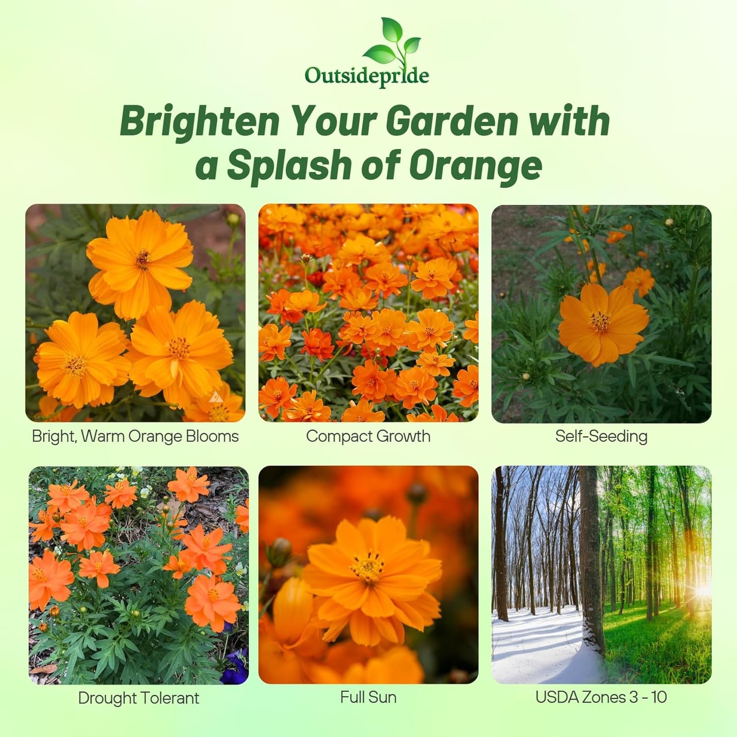 2000 Seeds Klondike Drought Tolerant Cosmos Sulphureus Orange Garden Flower