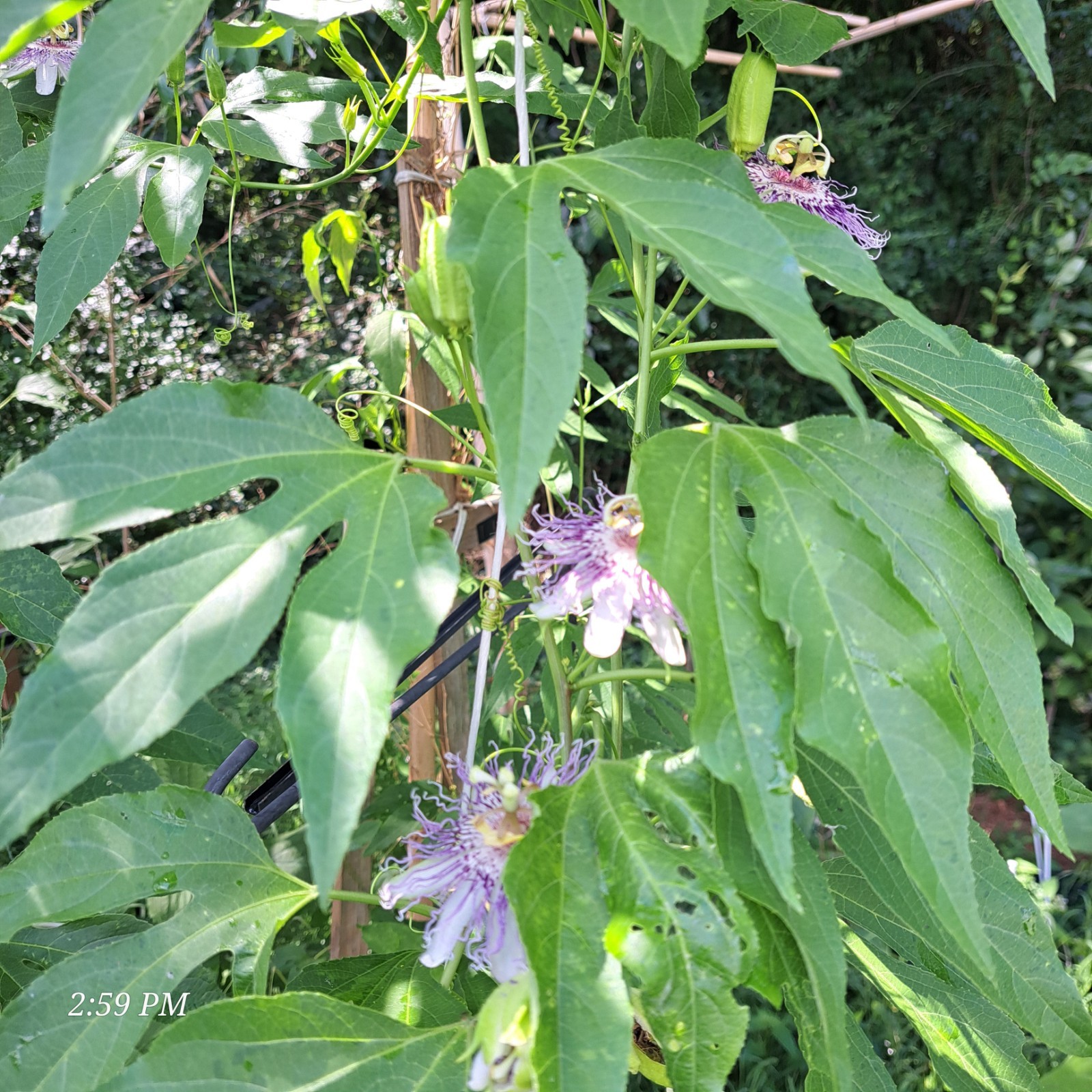 passion flower live plant/Maypop (buy one get one free for good measure)
