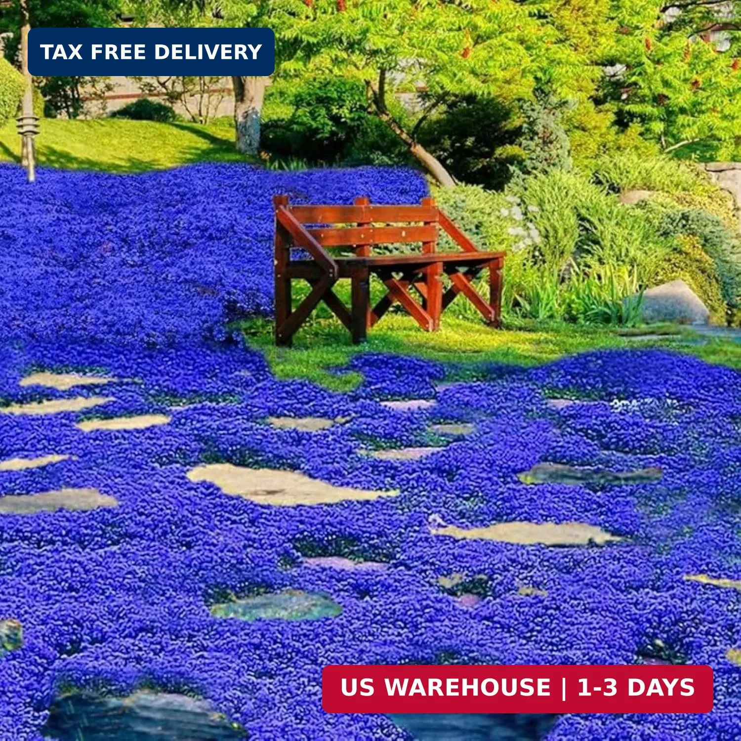 29000+ Magic Creeping Thyme Seeds for Planting Perennial Ground Cover Plants Thy