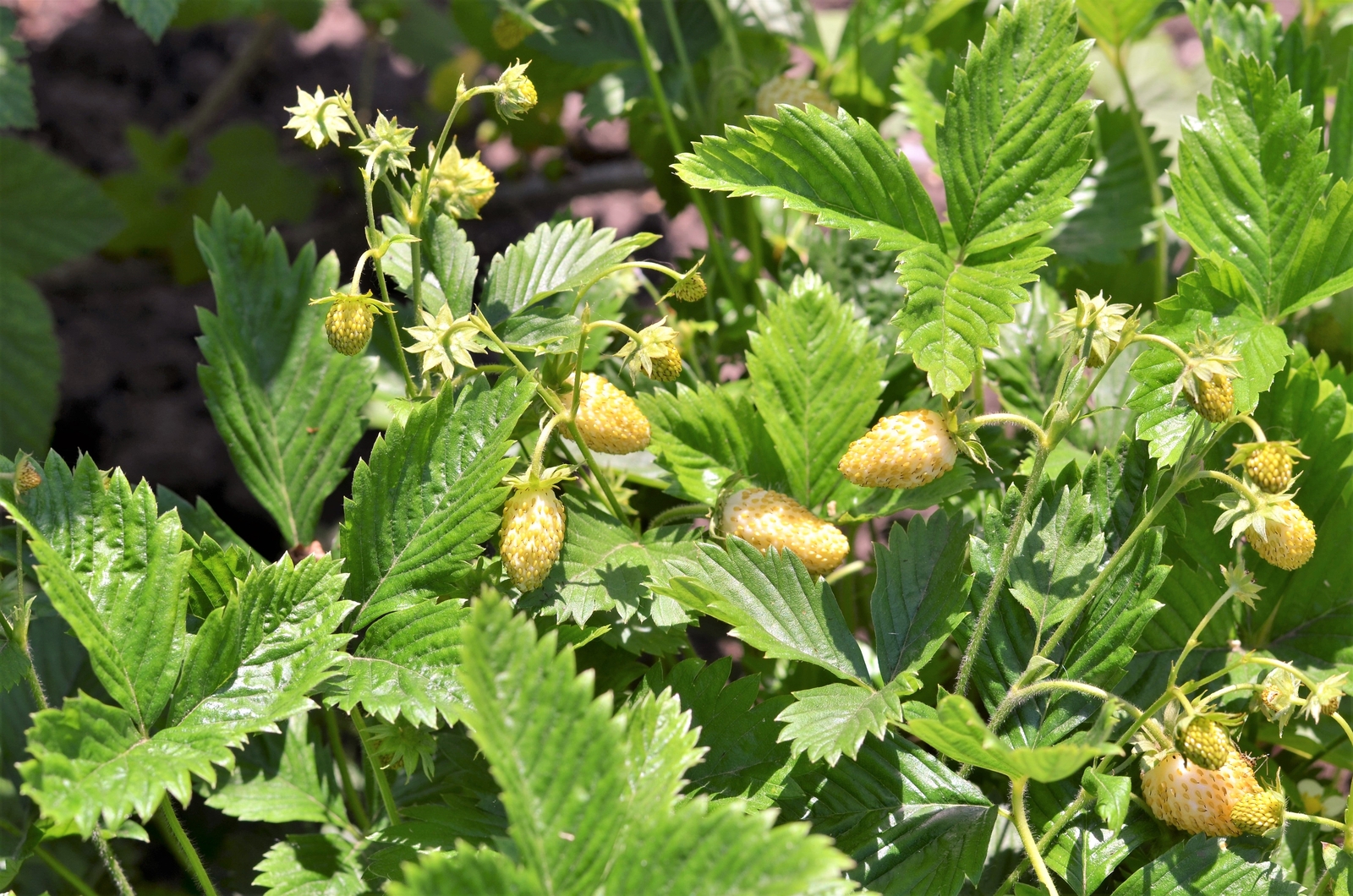 100 YELLOW WONDER STRAWBERRY Everbearing Heirloom Fragaria Vesca Fruit Seeds