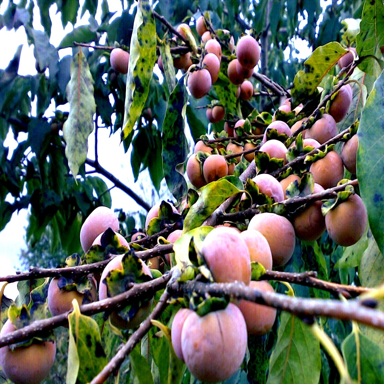 10 DATE PLUM FRUIT TREE SEEDS (Diospyros Lotus) “MEDITERRANEAN PERSIMMON” PLANT