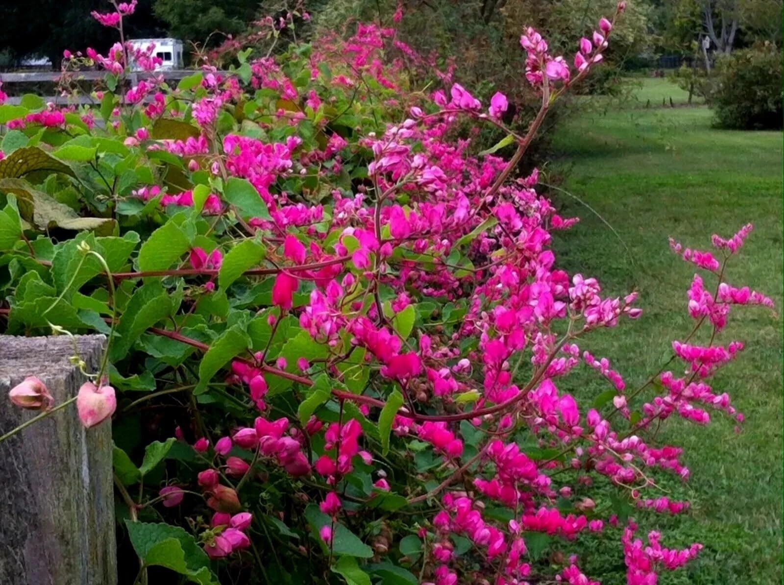 CORAL VINE SEEDS (Antigonon Leptopus) Mexican Creeper Chain of Love Pink Flower