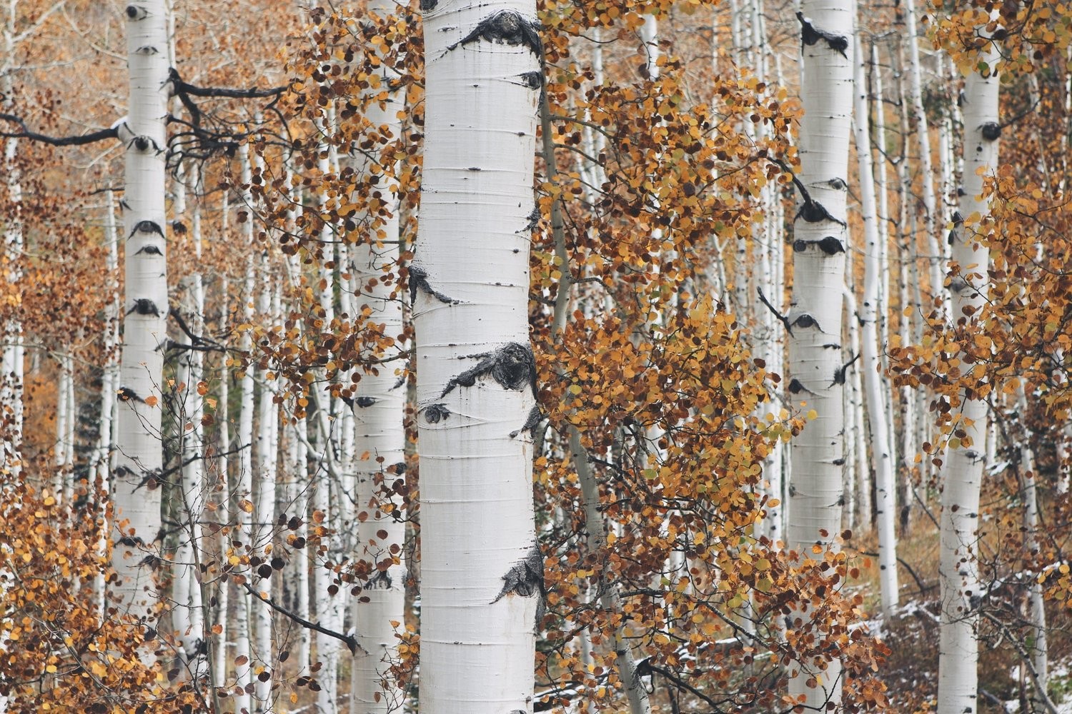 Quaking Aspen – Seed Grow Kit by Jonsteen Company
