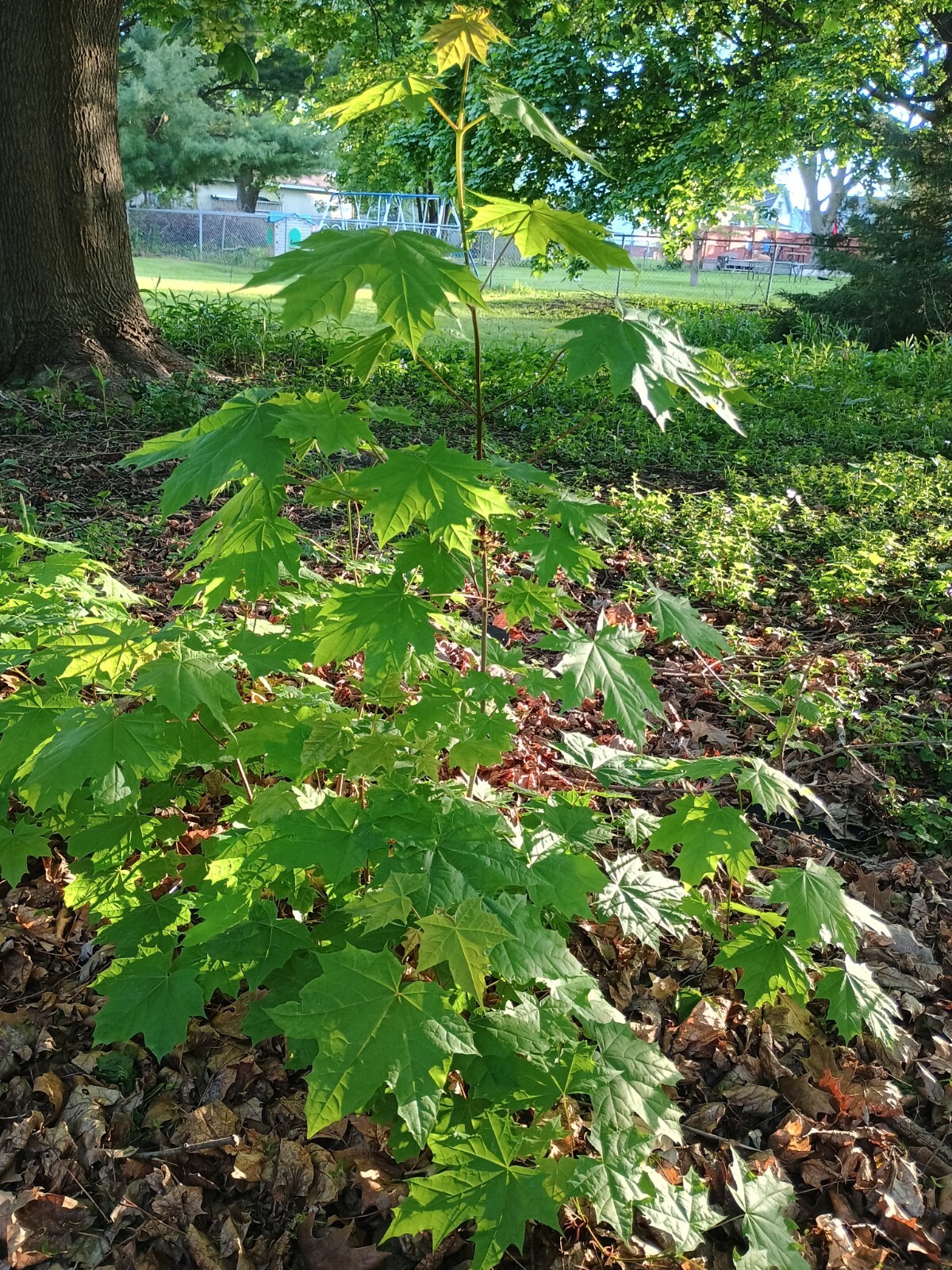 1 Sugar Maple Tree Acer saccharum 36 inch Starter Tree Bare Root Sweet Maple