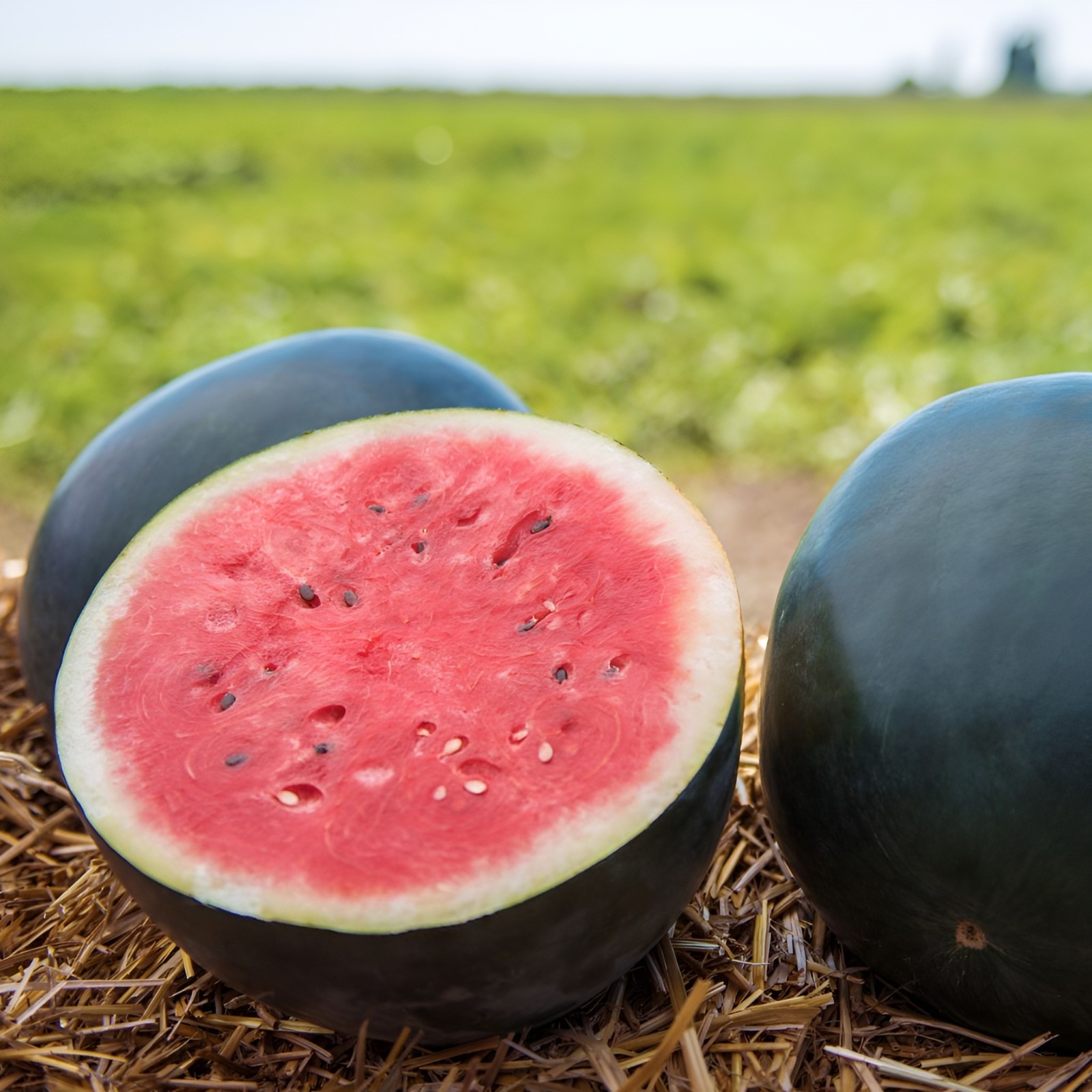 35 Organic Heirloom Giant Black Diamond Watermelon Seeds – Massive 50+ LB Melons