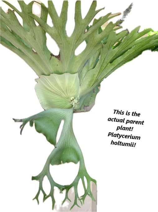 PLATYCERIUM HOLTUMII- Beautiful staghorn fern! – cedar mounted solitary species!