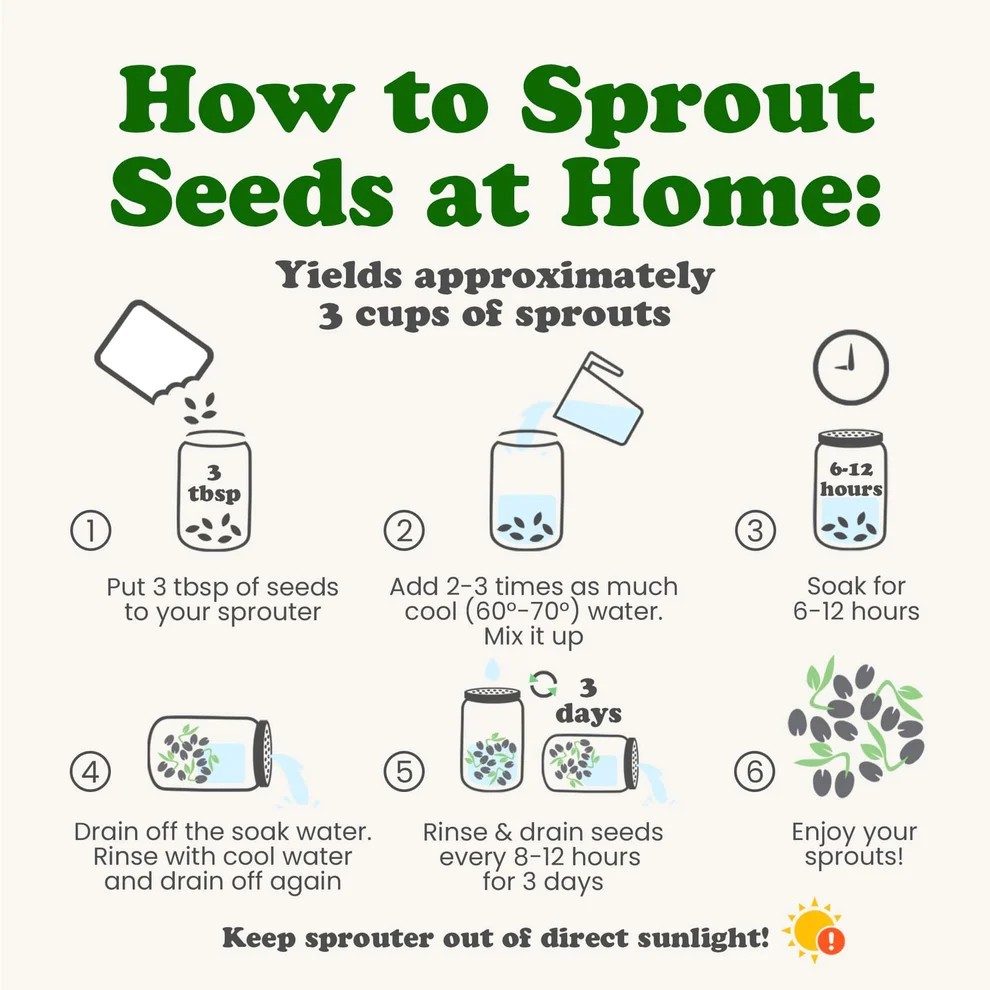 Organic Clover Sprouting Seeds – Non-GMO, Kosher, Vegan, Raw – by Food to Live