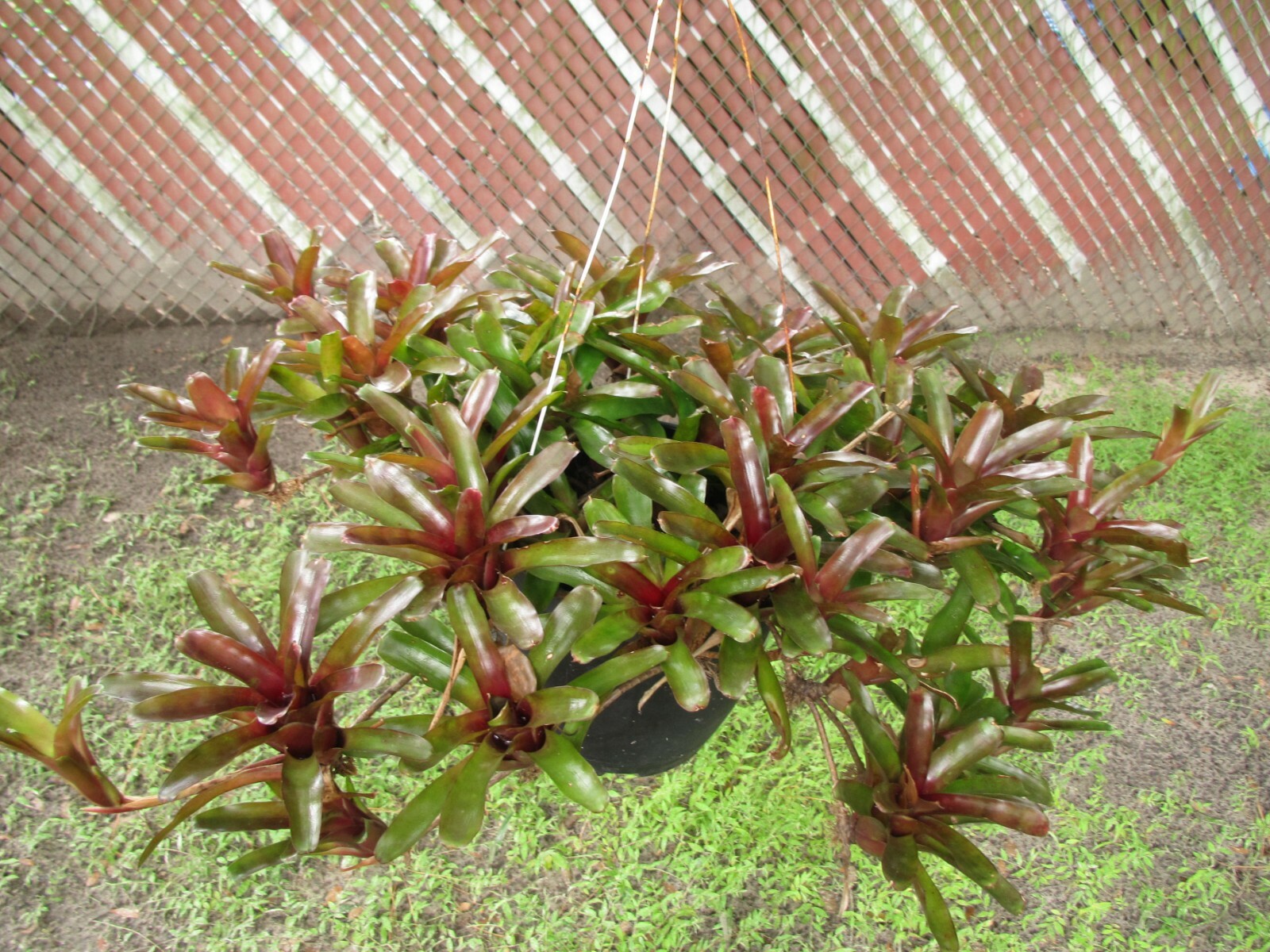 Branching Neoregelia Bromeliad – Green / Dark Red – Pack of 3