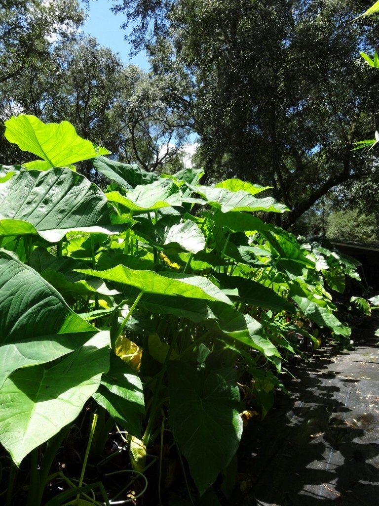 Mary’s Giant Colocasia / Elephant Ear / Taro – 1 Gallon Size
