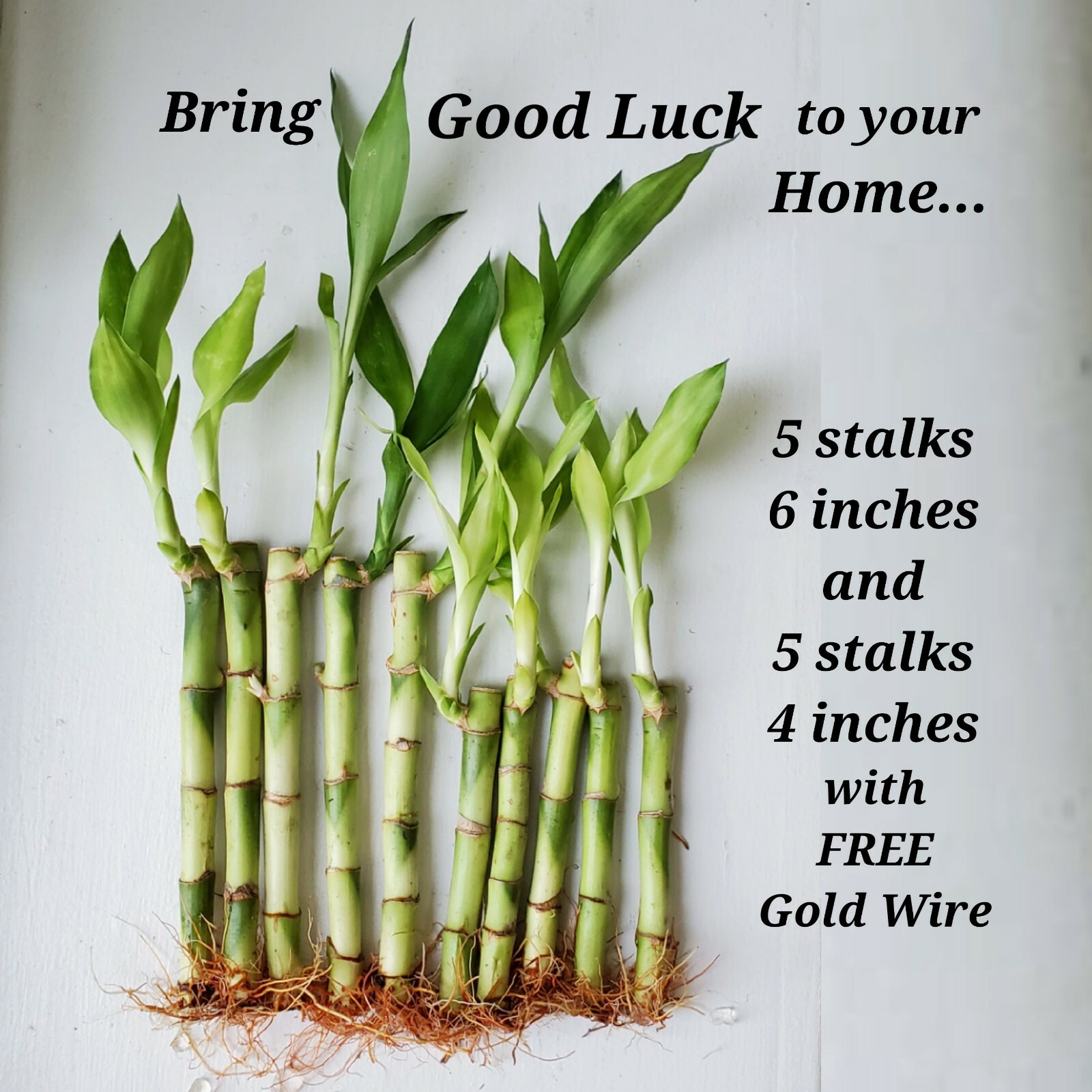 Lucky Bamboo 10 Stalks 6″ 4″ Indoor Plant, Perennial, Free Gold Wire, GIFT