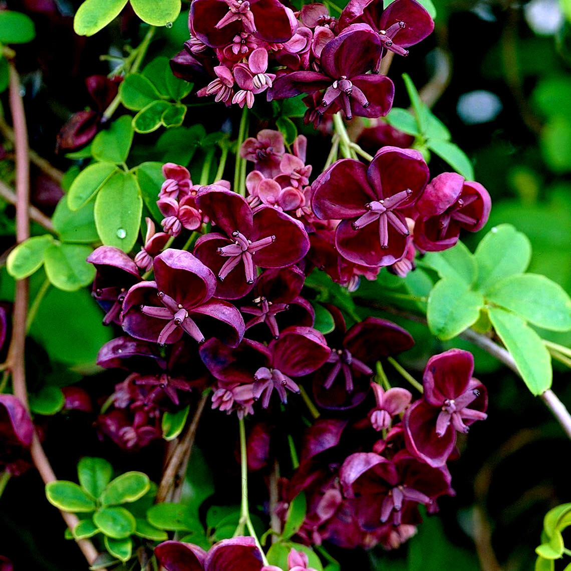 100 – 1,000 CHOCOLATE VINE SEEDS “3-LEAF” (A. trifoliata) Fruit Flower Climber