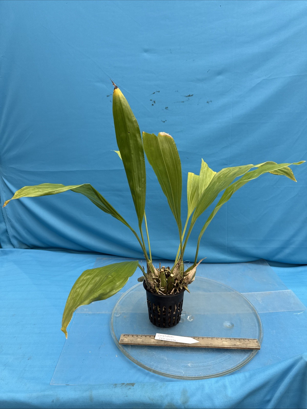 Coryhopea Ecuagenera (Cory. leucocorys X Stan. reichenbachiana) 4” Pot 2 SPIKES