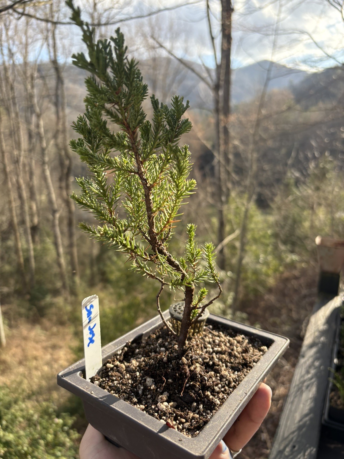 Bonsai Tree San Jose Juniper In 6.5” Training Pot #001 “Excellent Gift”