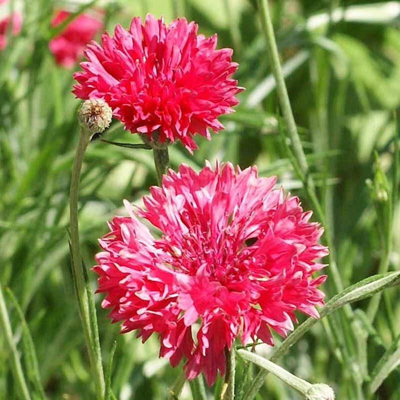 250+ TALL RED BACHELOR BUTTON SEEDS CORNFLOWER FRESH FOR YOUR FLOWER GARDENS