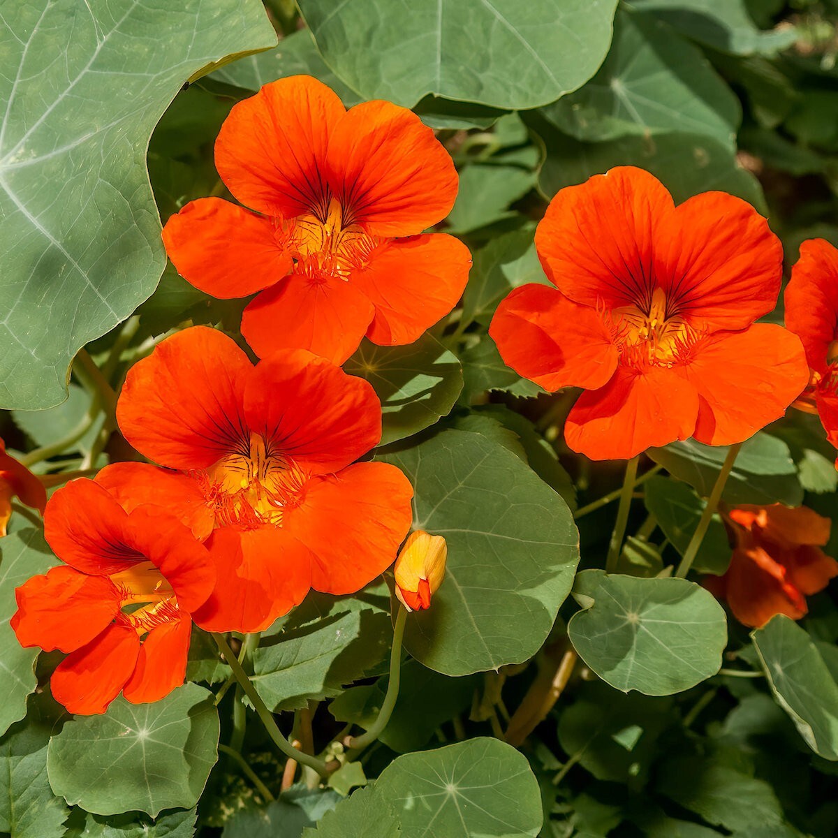 1/4 Lb Empress of India Nasturtium Wildflower Seeds – Everwilde Farms Mylar