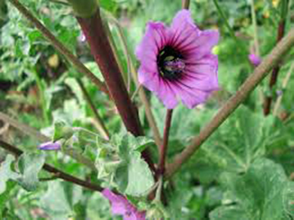 ROSE MALLOW, 25+ SEEDS, BEAUTIFUL BRIGHT ROSE FLOWERS, FLOWER, GARDEN