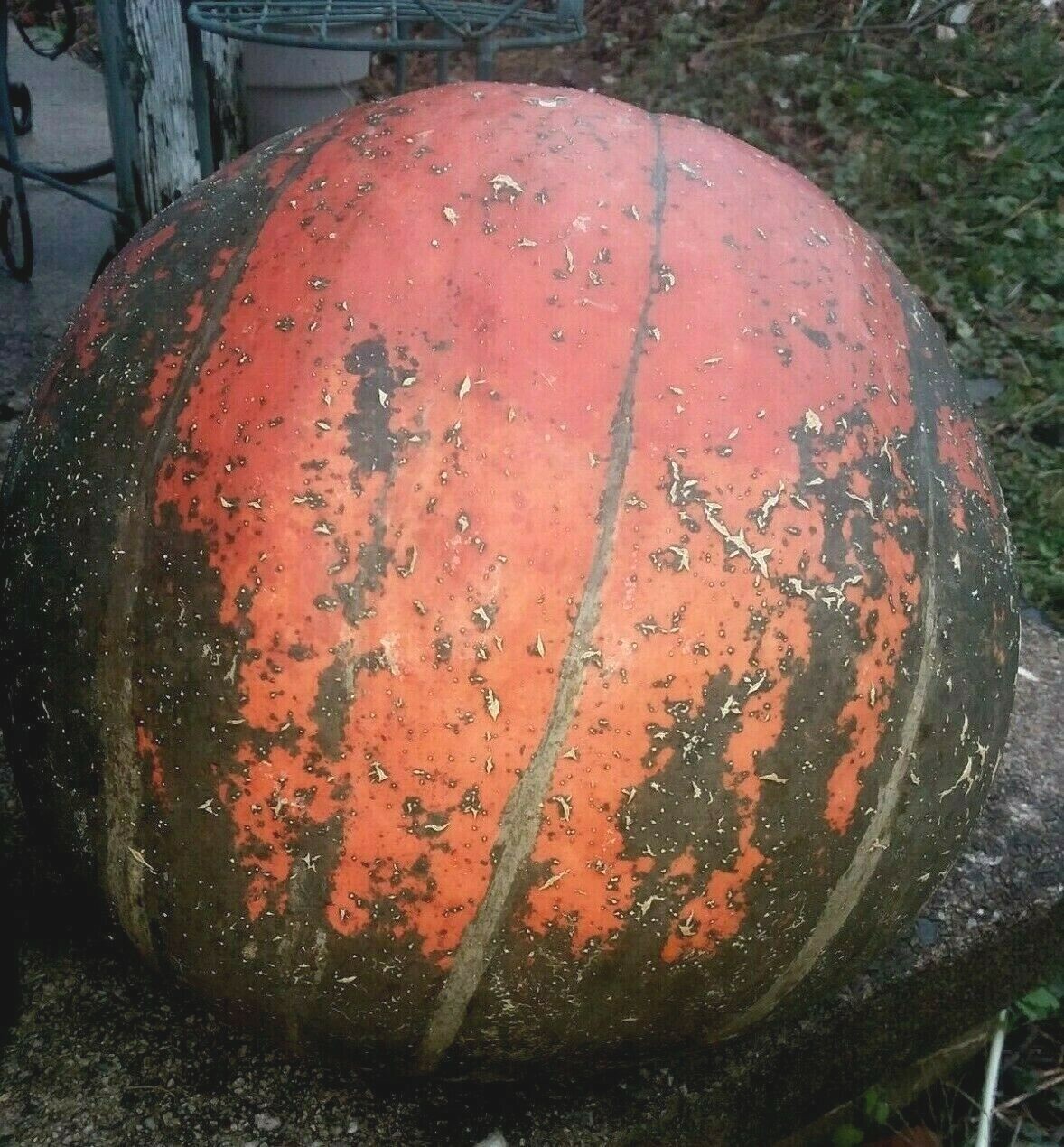 Dark Orange & Dark Green Dill’s Atlantic Giant Pumpkin Seeds! HUGE Pumpkins