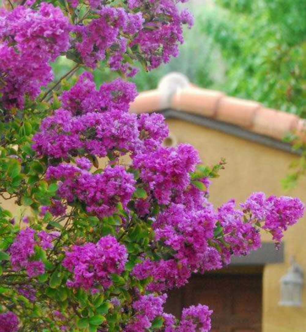 Centennial Crape Myrtle: Elegant Shrub with Saturated, Dark Purple Flowers