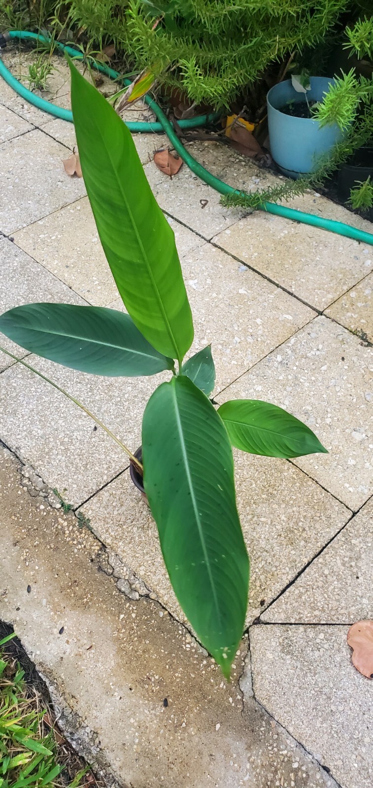 1 Heliconia Golden Torch Adrin Plant – Rhizome for Growing In Garden.