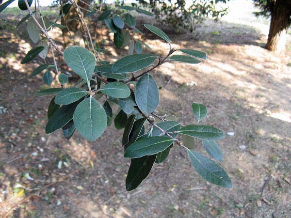 Feijoa sellowiana | Feijoa | Pineapple Guava | Guavasteen | 10 Seeds