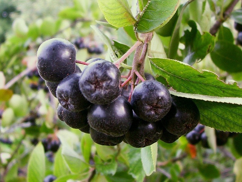 Aronia melanocarpa CHOKEBERRY Seeds!