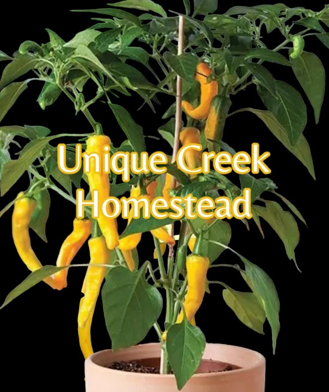 YELLOW Cayenne Spicy Chili Pepper Seeds Organically Grown Unique Creek Homestead