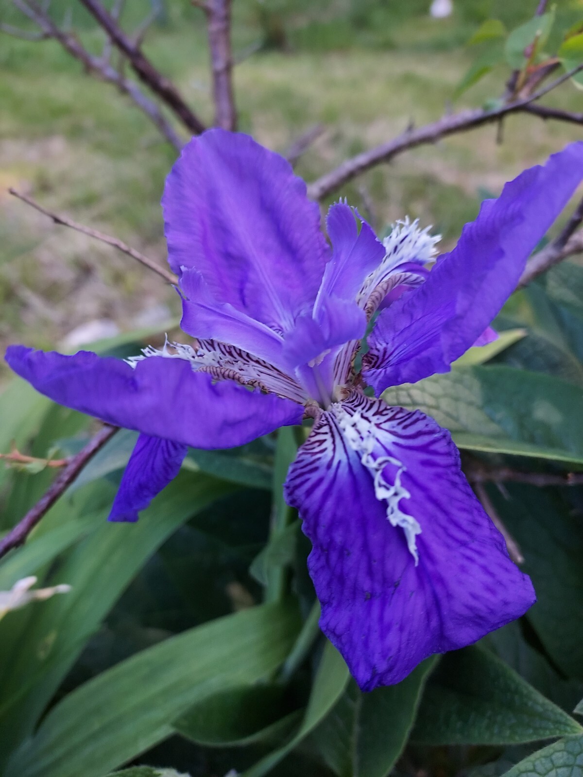 Wild Blue/Purple Rhizomes LIVE Plants Dwarf Offer of 3