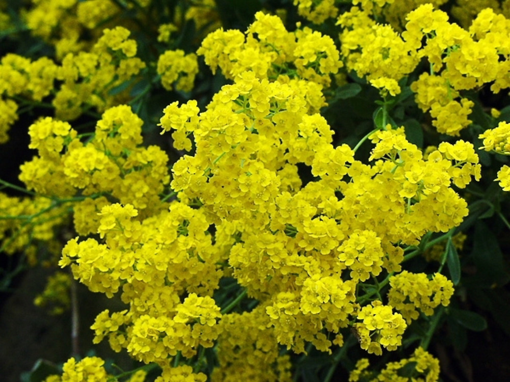 alyssum, GOLDEN TUFT, basket of gold,, 250 seeds! GroCo