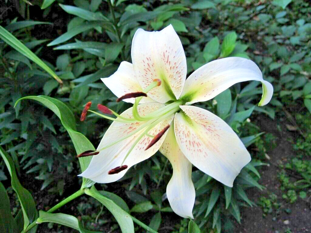 20 SILVER SCHEHERAZADE LILY SEEEDS – Lilium ‘Silver Scheherazade’