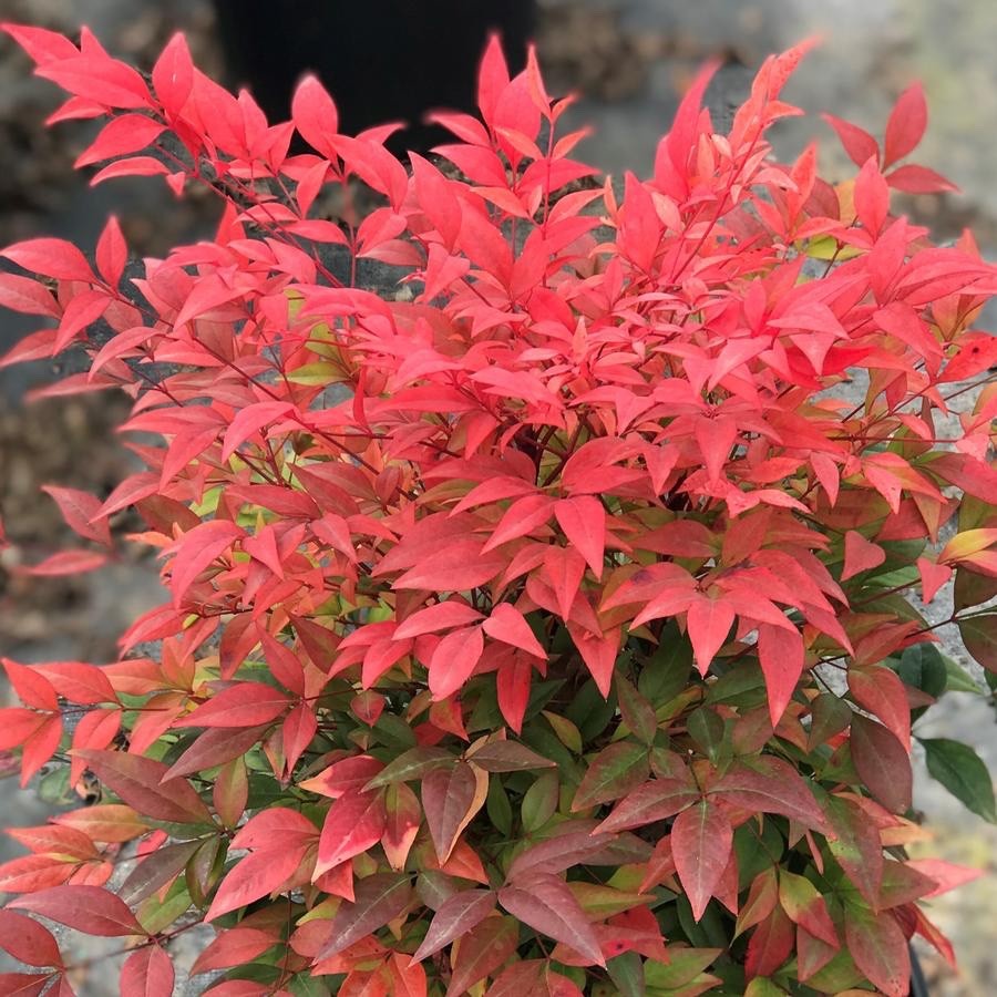 1 Gulf Stream Heavenly Bamboo 6-12″ Starter Plant Bare Root