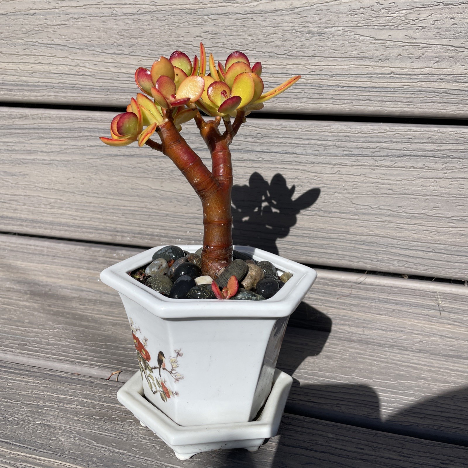RARE RED AKAI Jade Succulent Crassula Ovata Plant Bare Rooted Bonsai Tree 6-8”