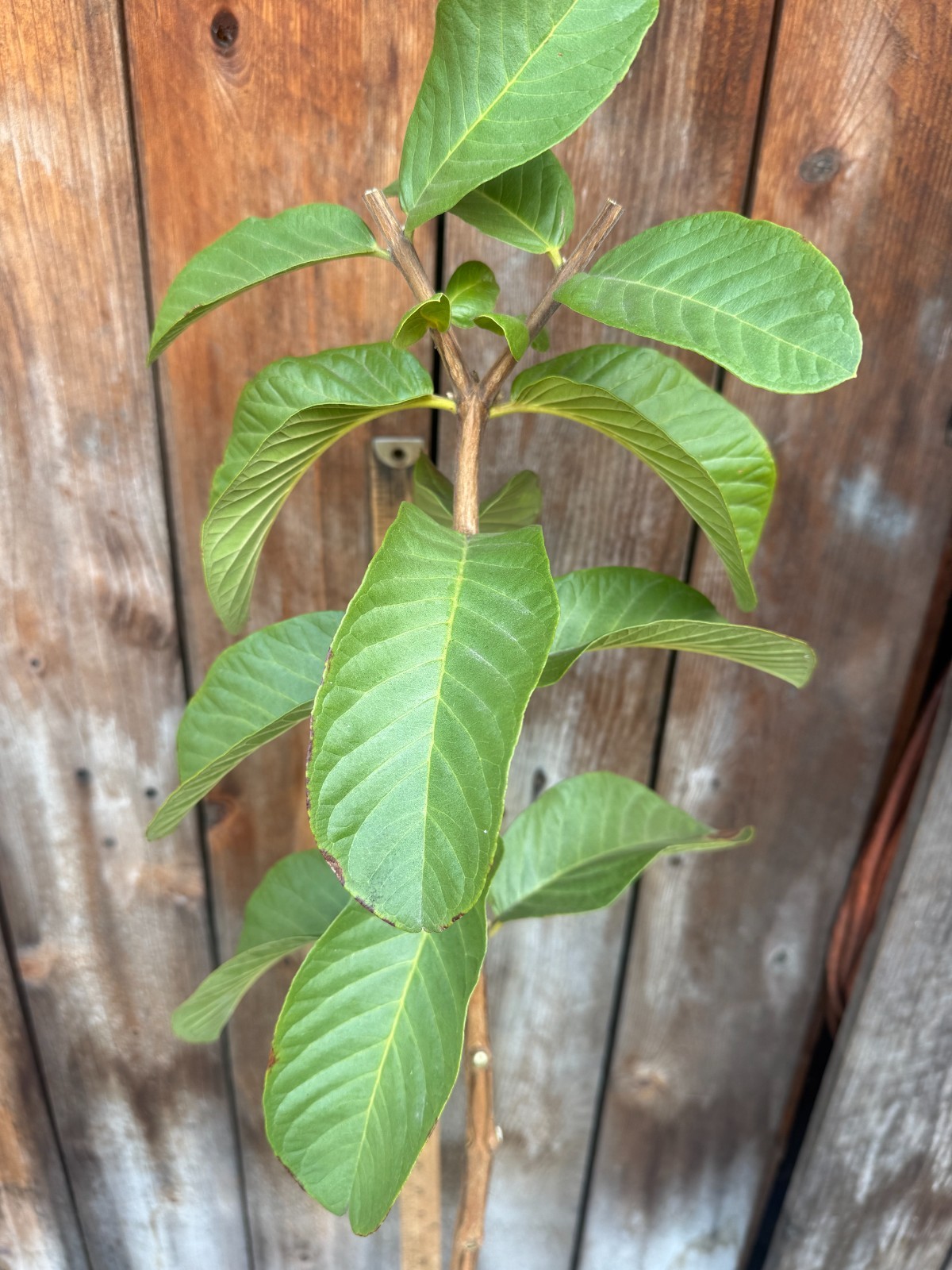 1 Snow White Tropical Guava Fruit Tree Psidium Guajava Starter Tree App. 35″