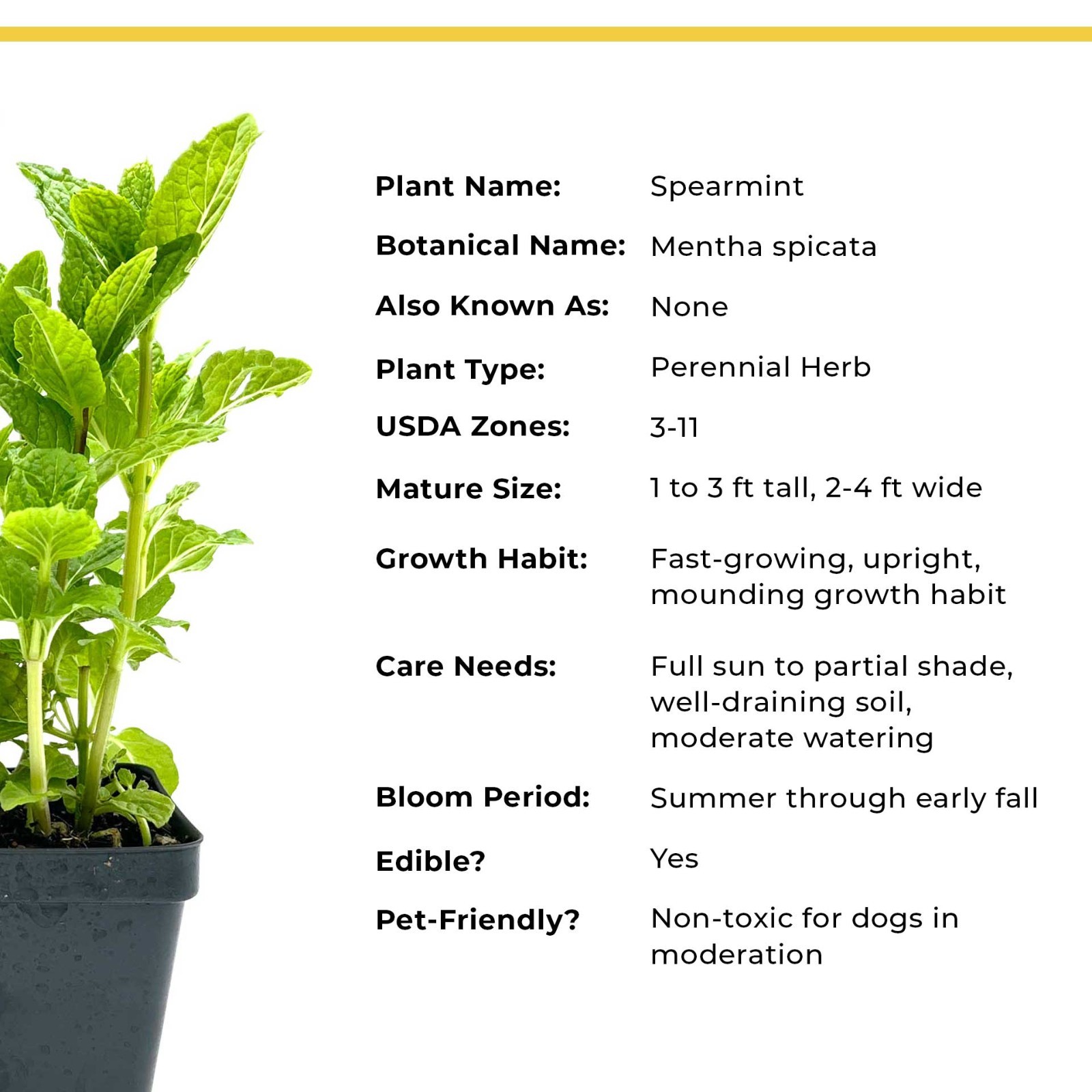 3 Spearmint Plants (Mentha spicata) Fragrant, Edible Culinary Herb for Gardens