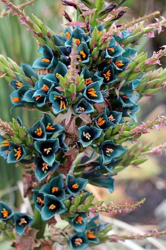 Puya Alpestris (Sapphire Tower) Seeds – 10 Pack: Elevate Your Garden with Exotic
