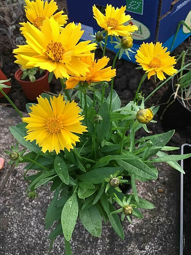 COREOPSIS GRANDIFLORA 55 Tick Seeds My “Brooklyn’s Botanical Garden Club”