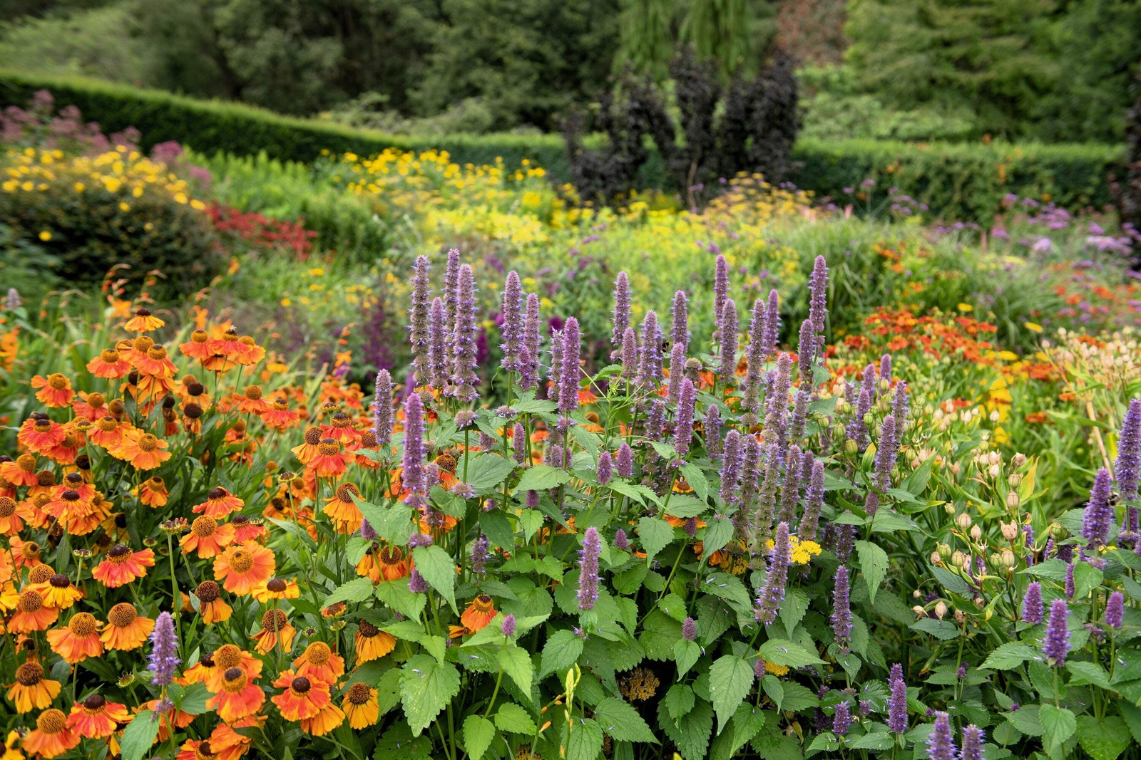 500 PURPLE ANISE HYSSOP Blue Giant Licorice Mint Agastache Foeniculum Herb Seeds
