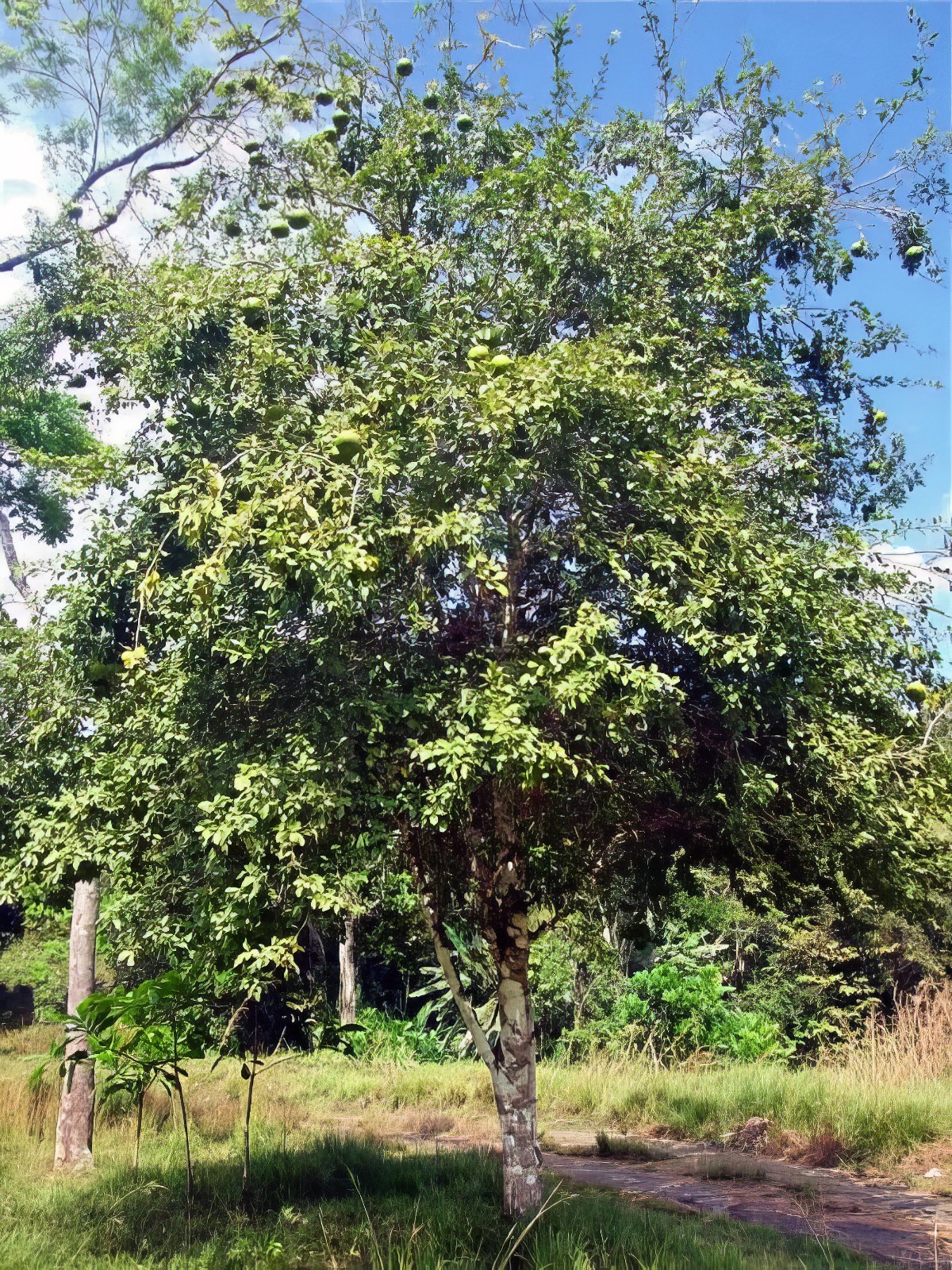 10 Bael Fruit Tree Seeds (Aegle marmelos) Bengal Quince Stone Apple Plant RARE!