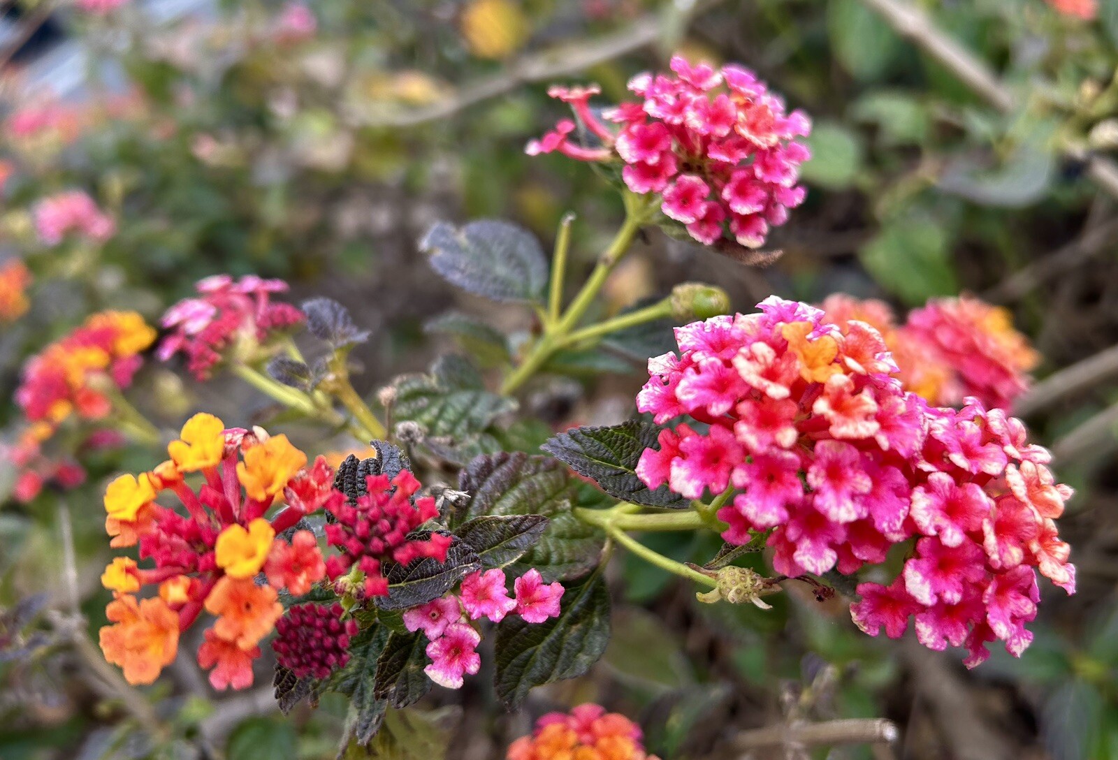 Lantana Camara – 30 Seeds 2023 – USA